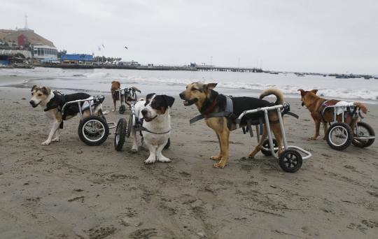 Bermain bersama anjing berkaki roda di pantai Peru