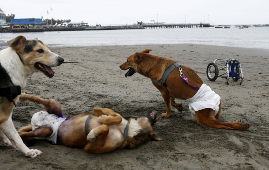 Bermain bersama anjing berkaki roda di pantai Peru