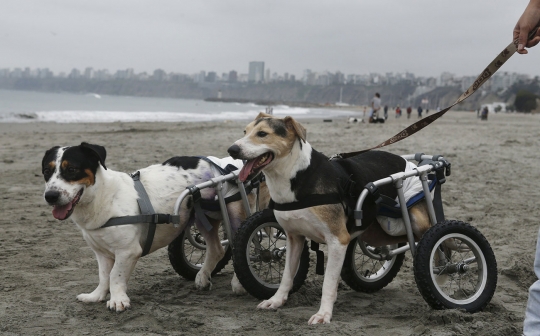 Bermain bersama anjing berkaki roda di pantai Peru