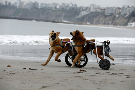 Bermain bersama anjing berkaki roda di pantai Peru