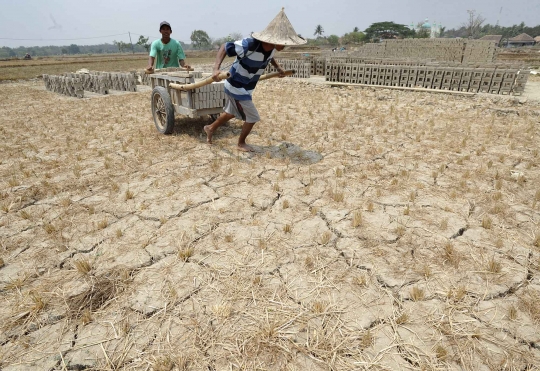 Kemarau panjang, petani Serang alih profesi jadi pembuat batu bata