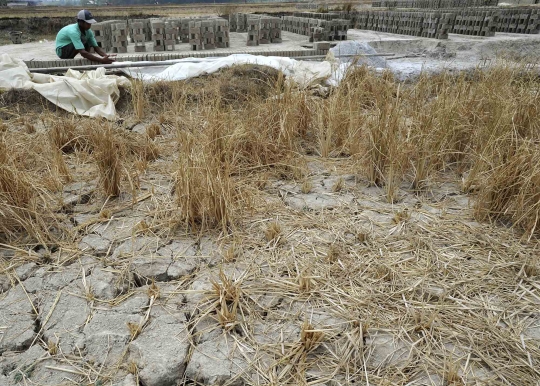 Kemarau panjang, petani Serang alih profesi jadi pembuat batu bata