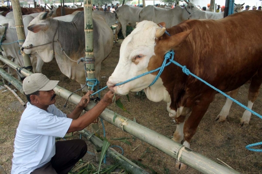 Melihat sapi-sapi jumbo ikut kontes Eksponak 2015 di Kediri