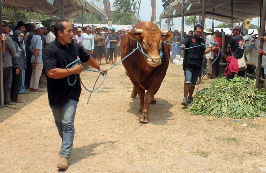 Melihat sapi-sapi jumbo ikut kontes Eksponak 2015 di Kediri