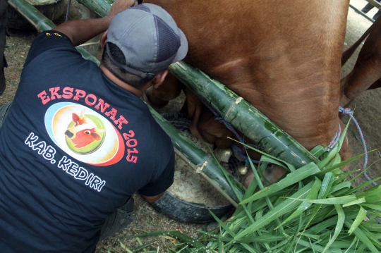 Melihat sapi-sapi jumbo ikut kontes Eksponak 2015 di Kediri