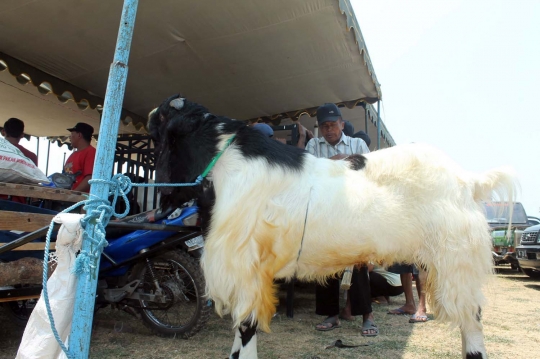 Melihat sapi-sapi jumbo ikut kontes Eksponak 2015 di Kediri