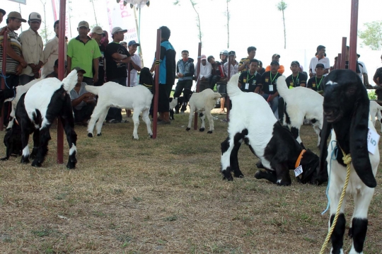 Melihat sapi-sapi jumbo ikut kontes Eksponak 2015 di Kediri