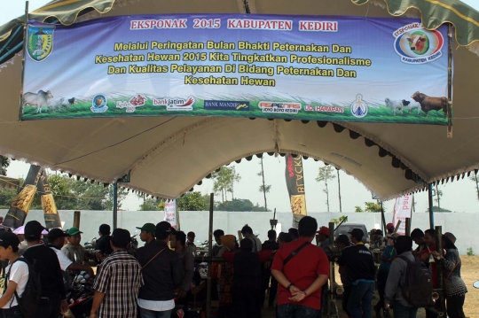 Melihat sapi-sapi jumbo ikut kontes Eksponak 2015 di Kediri