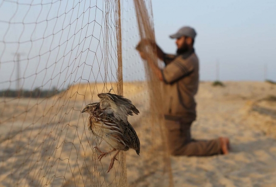Begini cara warga Palestina tangkap burung puyuh di pantai