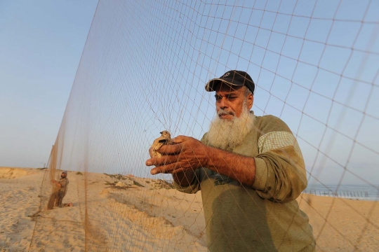 Begini cara warga Palestina tangkap burung puyuh di pantai