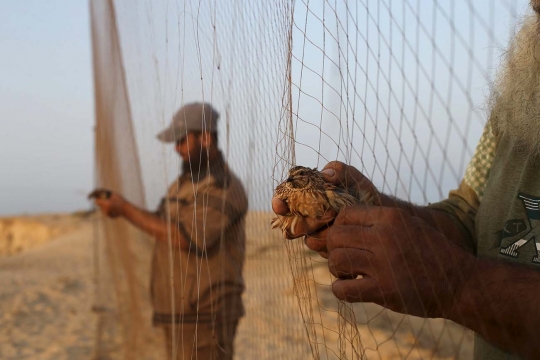Begini cara warga Palestina tangkap burung puyuh di pantai