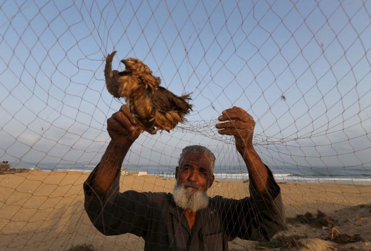 Begini cara warga Palestina tangkap burung puyuh di pantai