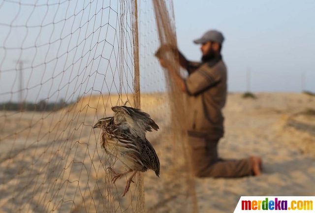 Foto Begini Cara Warga Palestina Tangkap Burung Puyuh Di Pantai