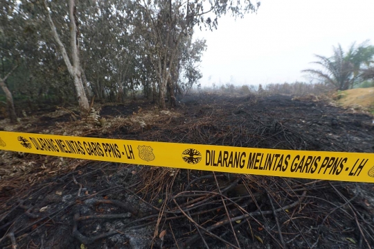 Ini lahan di Riau yang diduga sengaja dibakar