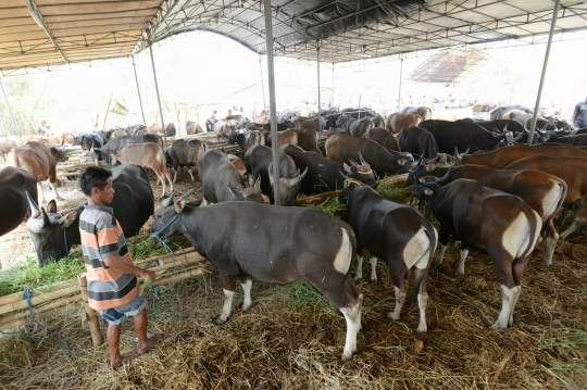 Jelang Idul Adha, pedagang hewan kurban di Ibu Kota mulai marak