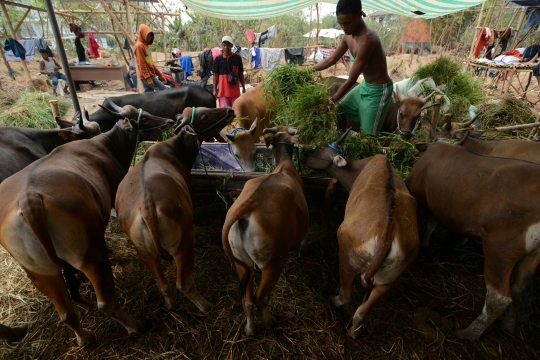 Jelang Idul Adha, pedagang hewan kurban di Ibu Kota mulai marak