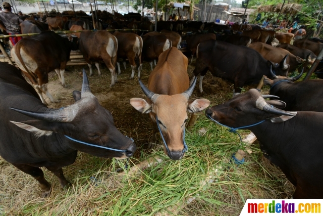 Foto : Jelang Idul Adha, pedagang hewan kurban di Ibu Kota 