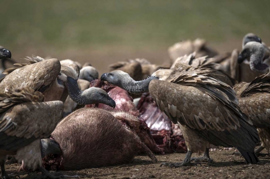 Burung pemakan bangkai Afrika terancam punah