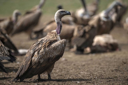 Burung pemakan bangkai Afrika terancam punah