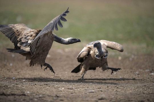 Burung pemakan bangkai Afrika terancam punah