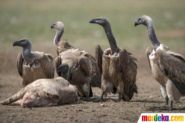 Foto Burung Pemakan Bangkai Afrika Terancam Punah Merdeka Com