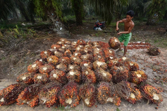 Kisah petani kelapa sawit Riau bekerja di tengah kabut asap