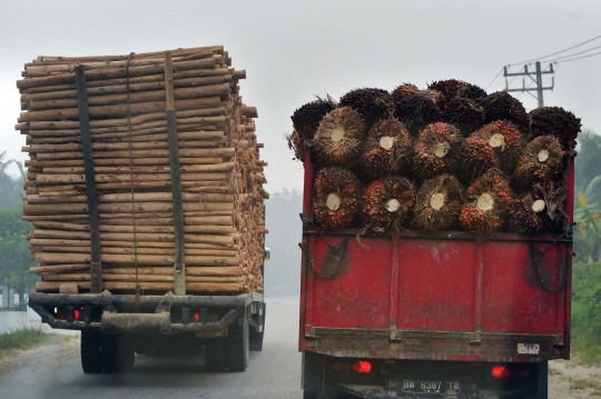 Kisah petani kelapa sawit Riau bekerja di tengah kabut asap