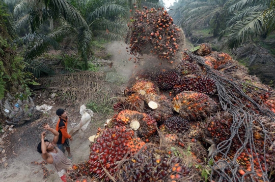 Kisah petani kelapa sawit Riau bekerja di tengah kabut asap