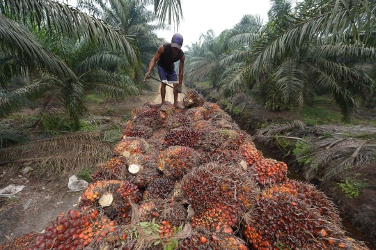 Kisah petani kelapa sawit Riau bekerja di tengah kabut asap