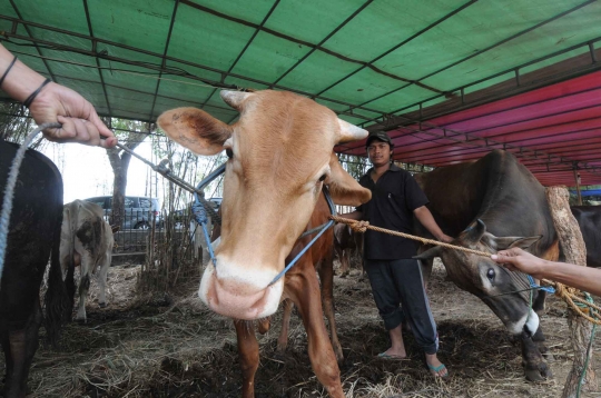 Pedagang hewan kurban kian menjamur di Ibu Kota