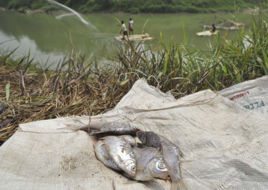 Berkah kemarau bagi pencari ikan di Sungai Cisadane