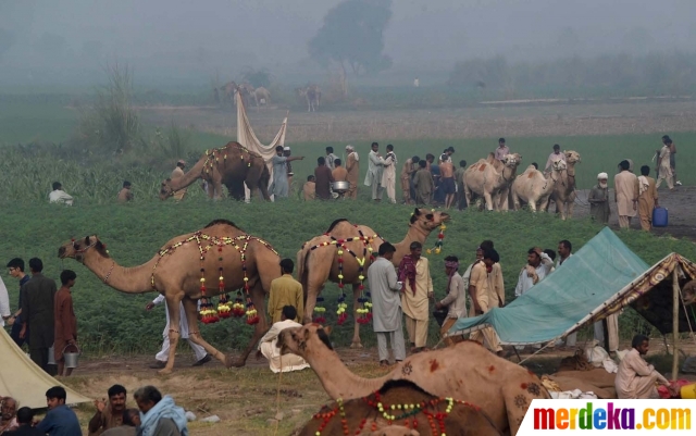 Foto : Menengok kesibukan pasar unta di Pakistan jelang 