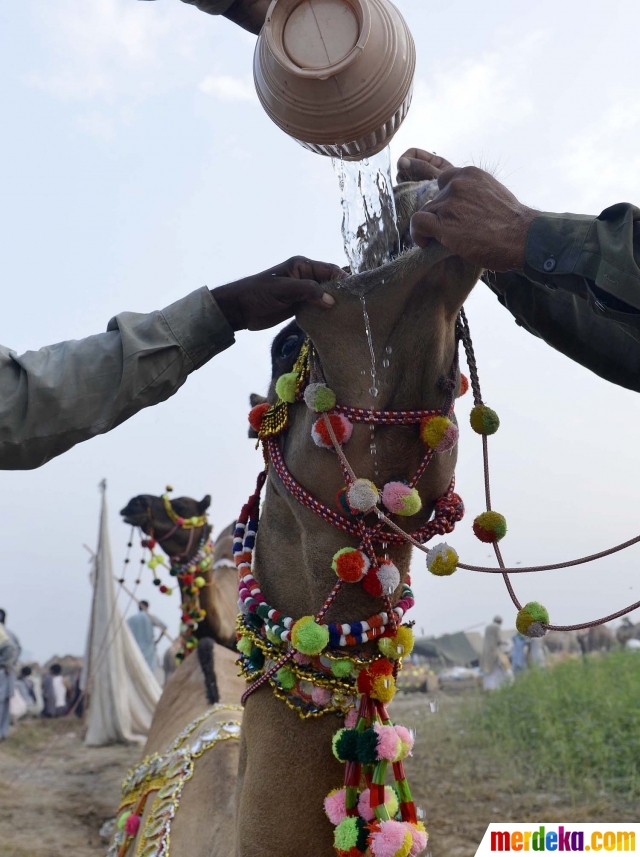 Foto : Menengok kesibukan pasar unta di Pakistan jelang 