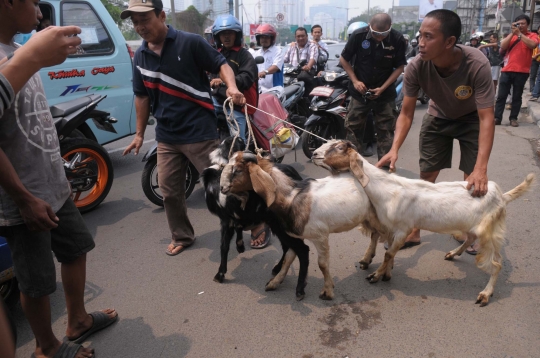 Aksi protes warnai penertiban pedagang hewan kurban di Tanah Abang