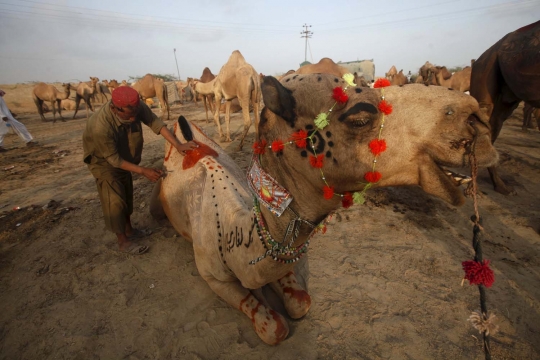 Trik unik pedagang di Pakistan ukir bulu hewan kurban biar laris