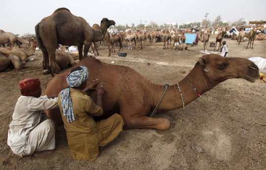 Trik unik pedagang di Pakistan ukir bulu hewan kurban biar laris