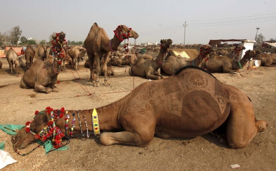 Trik unik pedagang di Pakistan ukir bulu hewan kurban biar laris