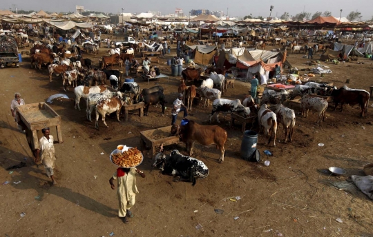 Trik unik pedagang di Pakistan ukir bulu hewan kurban biar laris