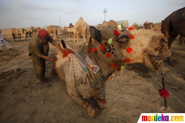 Foto : Trik unik pedagang di Pakistan ukir bulu hewan 