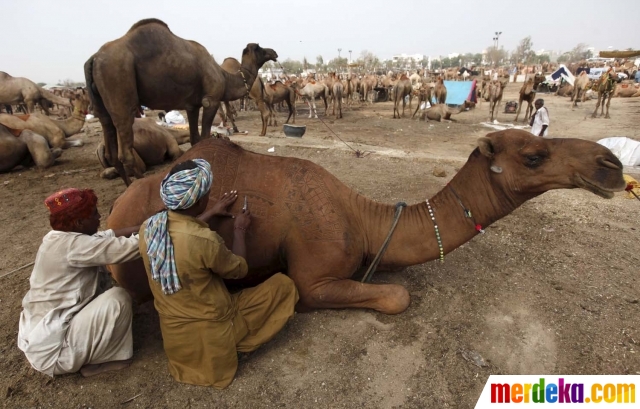 Foto Trik Unik Pedagang Di Pakistan Ukir Bulu Hewan Kurban Biar