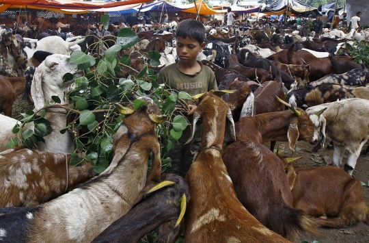 Menengok padatnya pasar hewan kurban di India