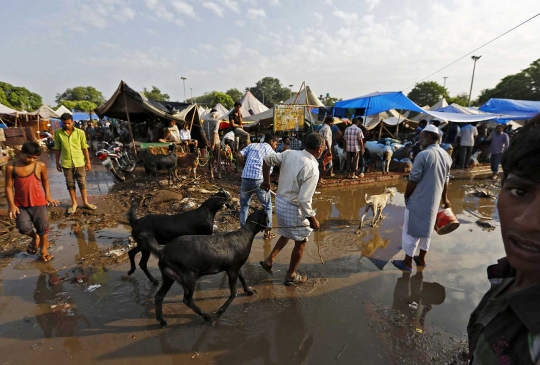 Menengok padatnya pasar hewan kurban di India