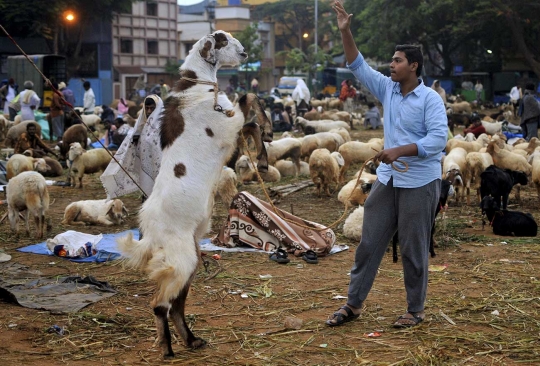 Menengok padatnya pasar hewan kurban di India