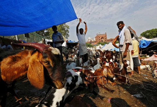 Menengok padatnya pasar hewan kurban di India