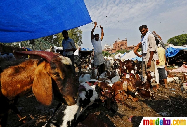 Foto : Menengok padatnya pasar hewan kurban di India 