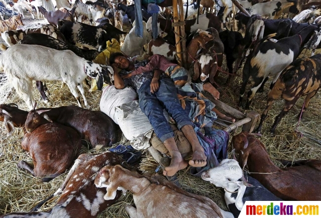 Foto : Menengok padatnya pasar hewan kurban di India 