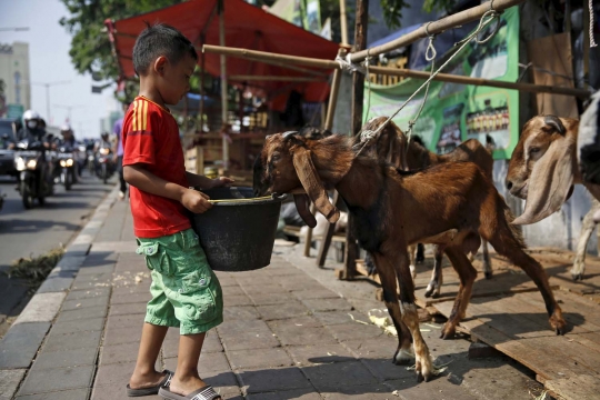 Kisah semangat bocah penjaga dagangan hewan kurban