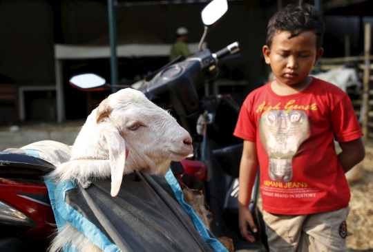 Kisah semangat bocah penjaga dagangan hewan kurban