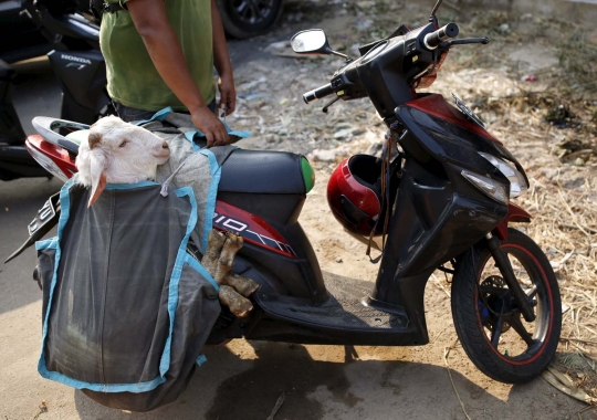 Kisah semangat bocah penjaga dagangan hewan kurban