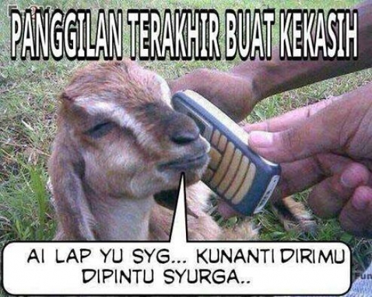 Bikin ngakak, ini deretan meme kambing kurban saat Idul Adha